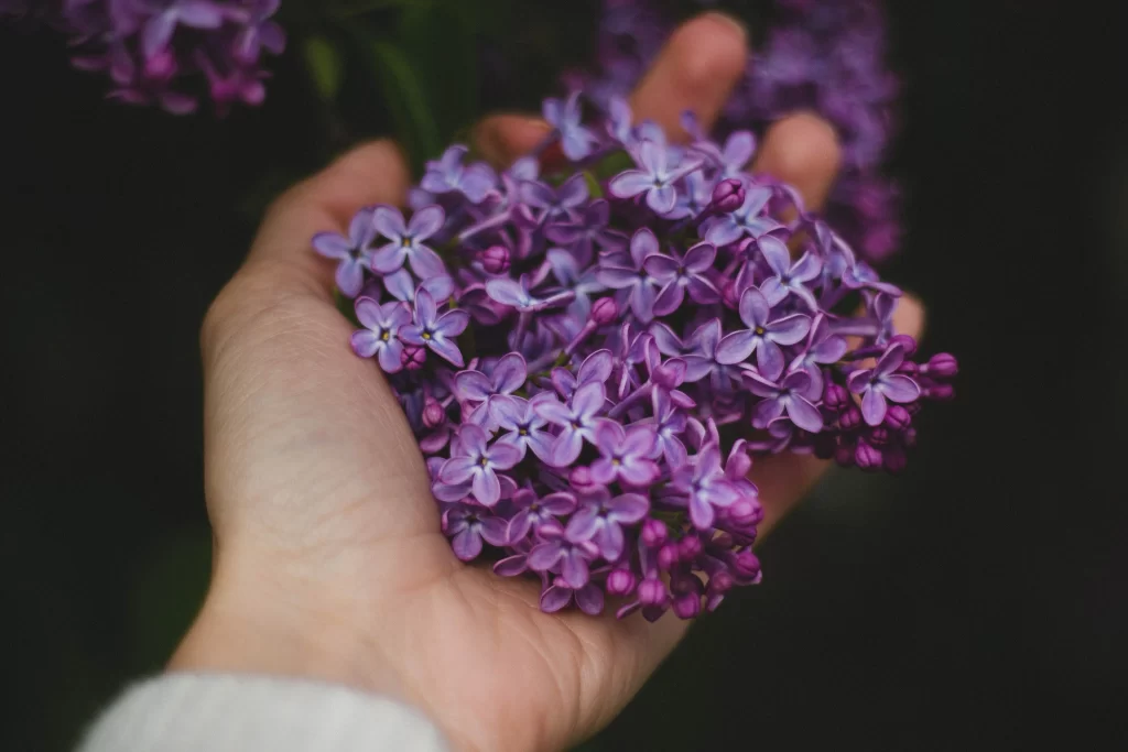 Purple Lilac Blossom Petals Hand