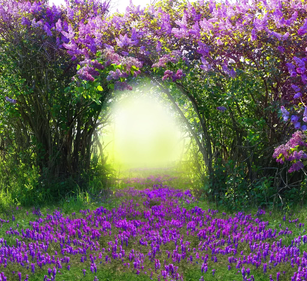Purple Lilac Bushes Blooming Pathway Sunlight