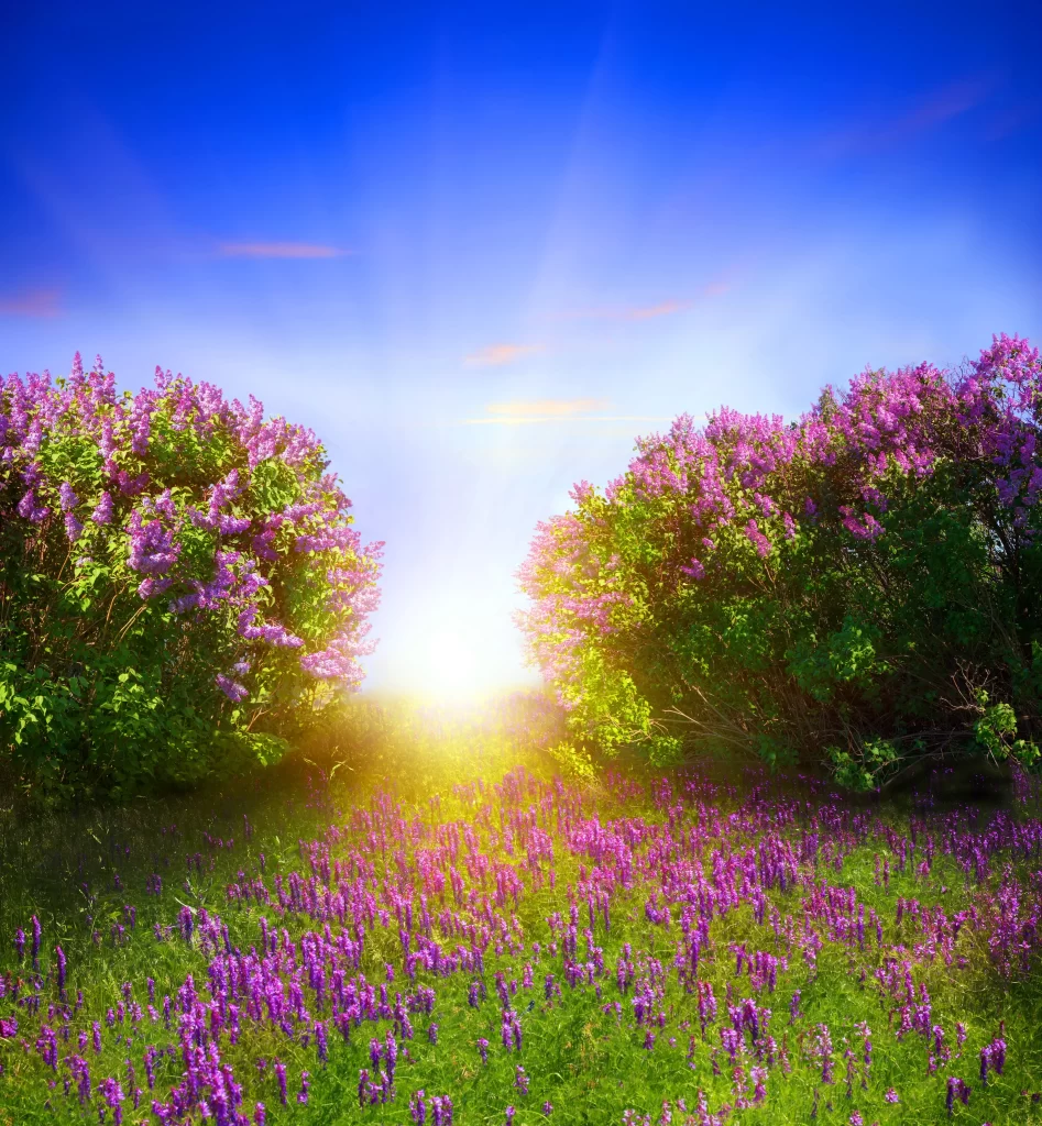 Purple Lilac Bushes Blooming Sunlight Field