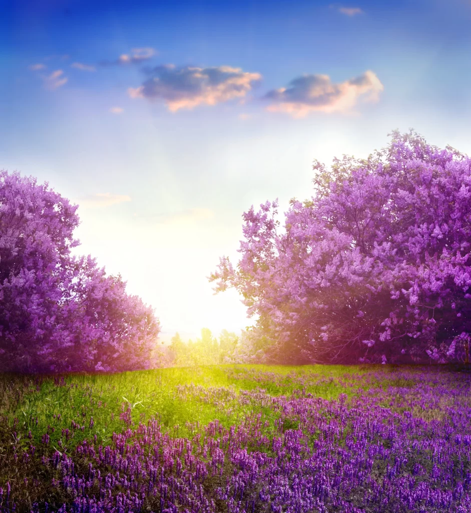 Purple Lilac Bushes Blooming Sunlight Green Grass