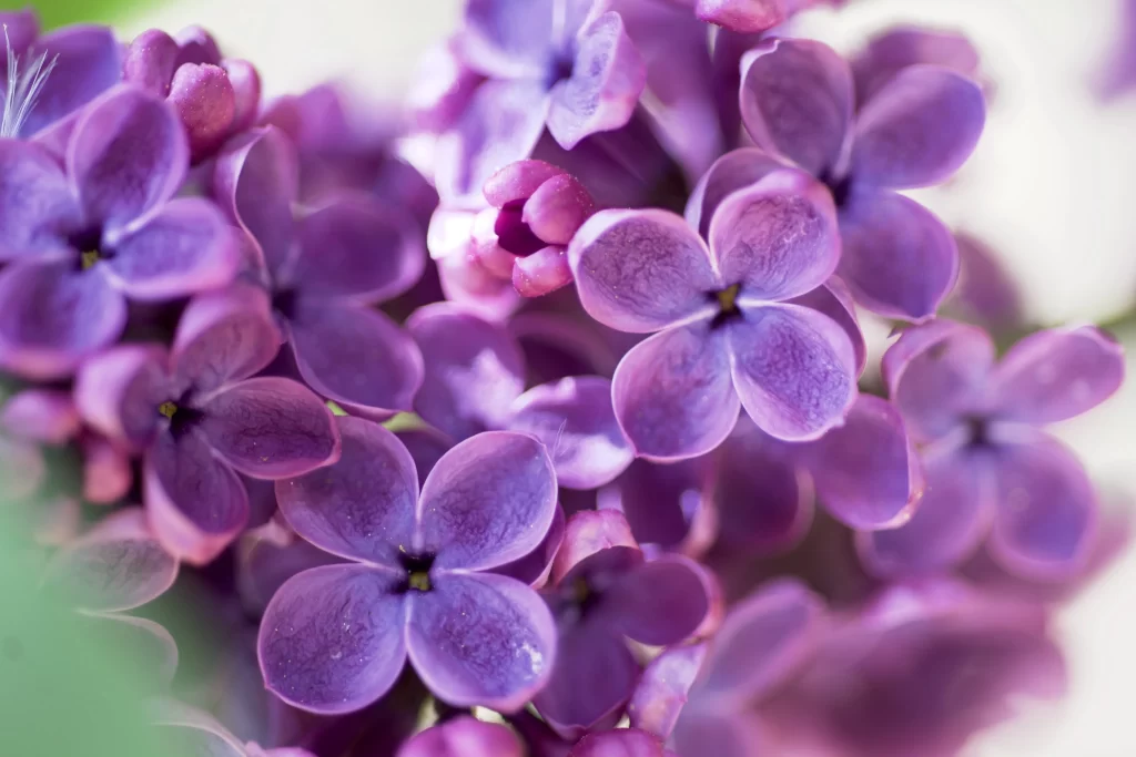 Purple Lilac Petals Bloom Texture
