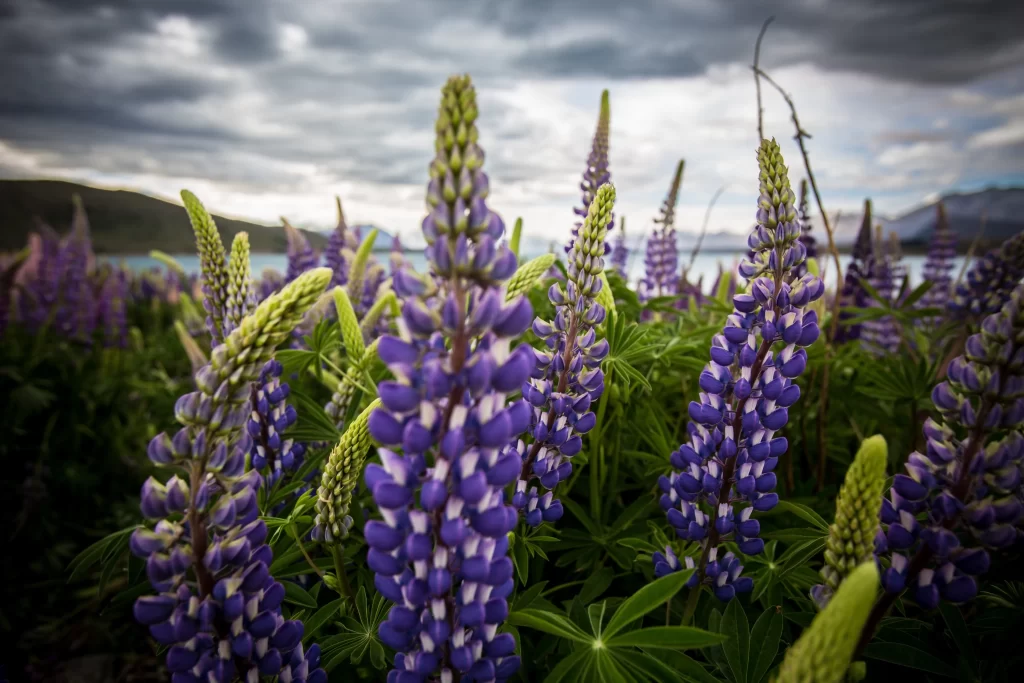 Purple Lupine Blooms Green Leaves Cloudy Sky
