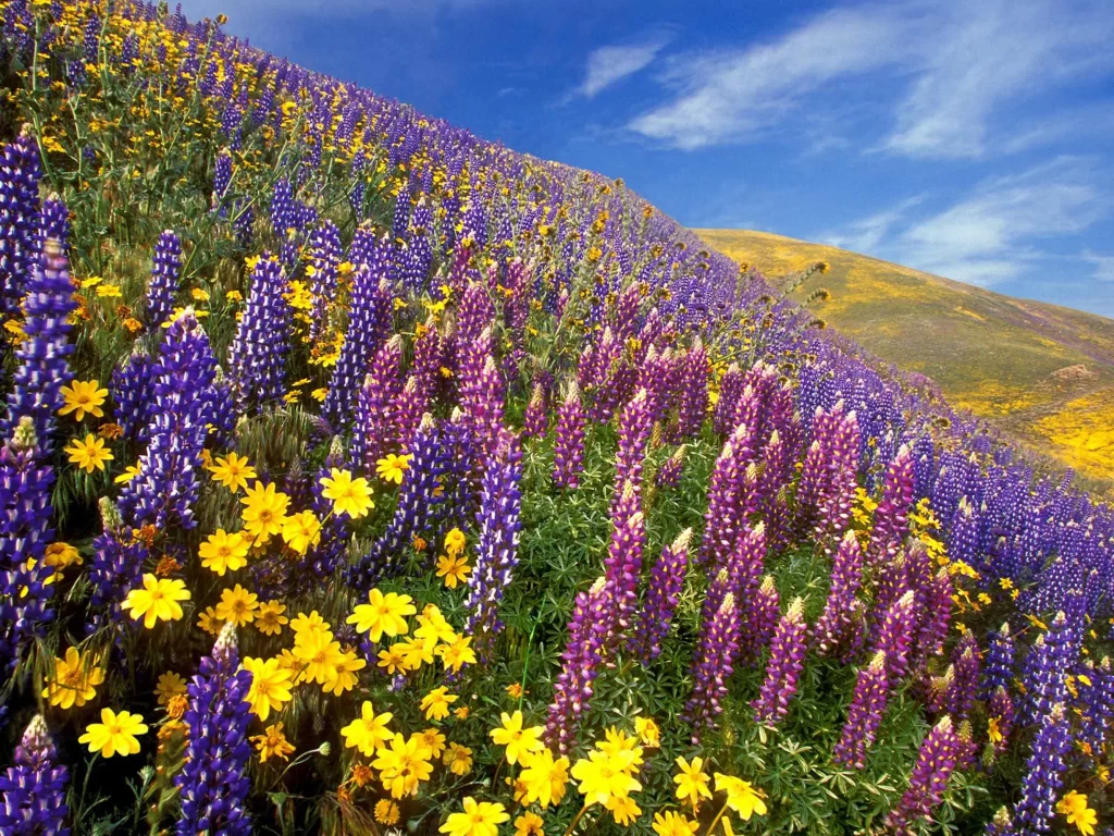 Purple Lupine Yellow Daisies Hillside Blooming