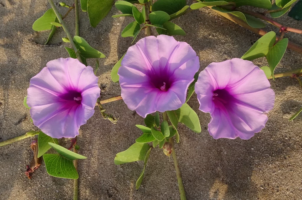 Purple Morning Glory Blooms Petals Sand