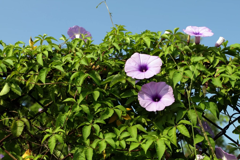 Purple Morning Glory Blooms Petals Green Leaves