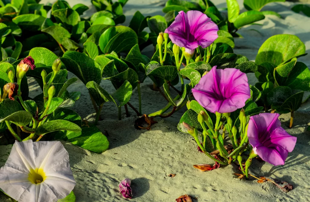 Purple Morning Glory Blooms Petals Green Leaves Sandy Background
