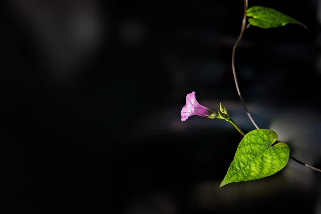Purple Morning Glory Bloom Petals Green Leaves