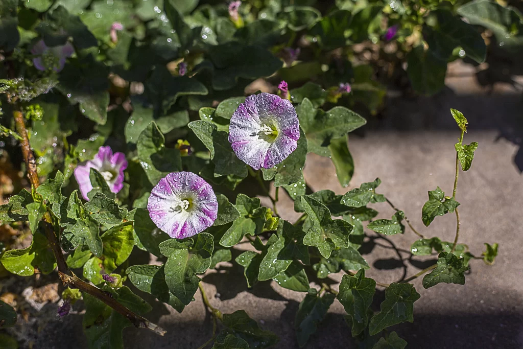 Purple Morning Glory Blooms Dewdrops Green Leaves