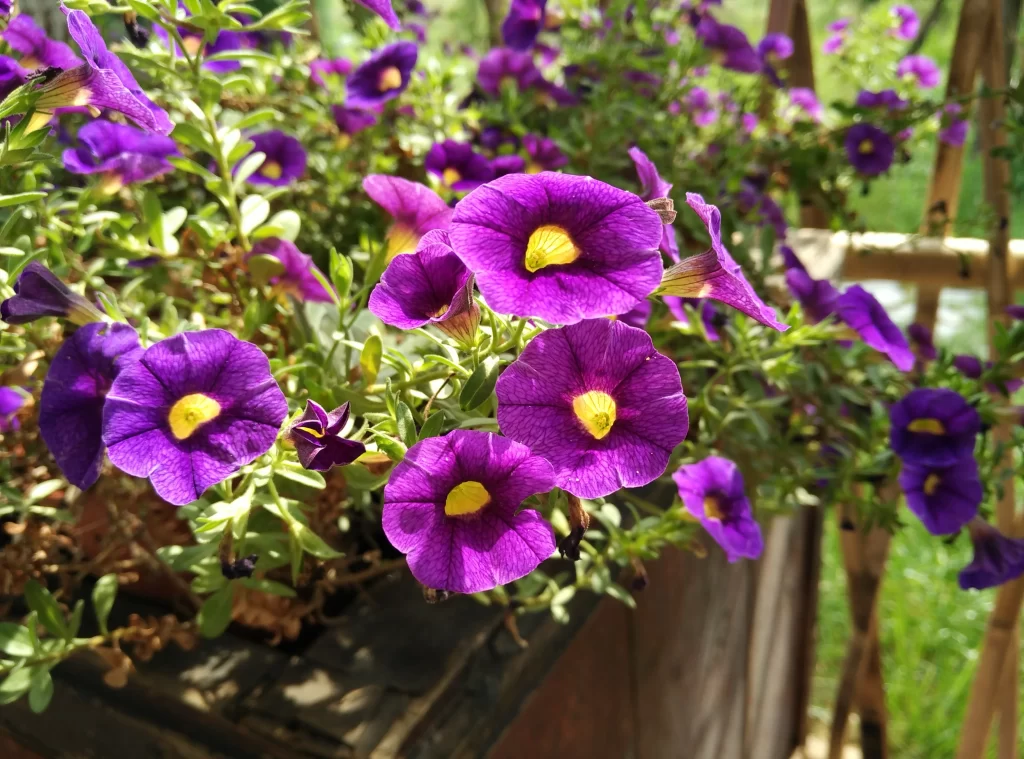Purple Morning Glory Bright Yellow Center Petals Sunlight