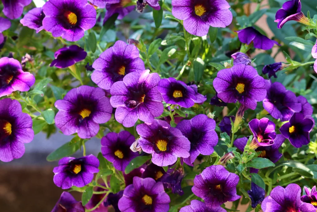 Purple Morning Glory Bright Yellow Center Petals