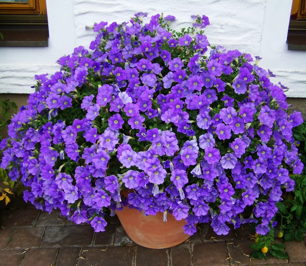 Purple Morning Glory Dense Petals Terracotta Pot