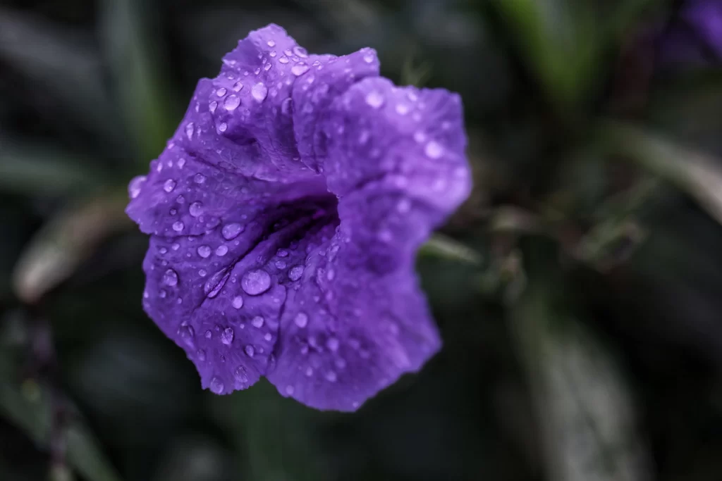 Purple Morning Glory Dewdrops Petals