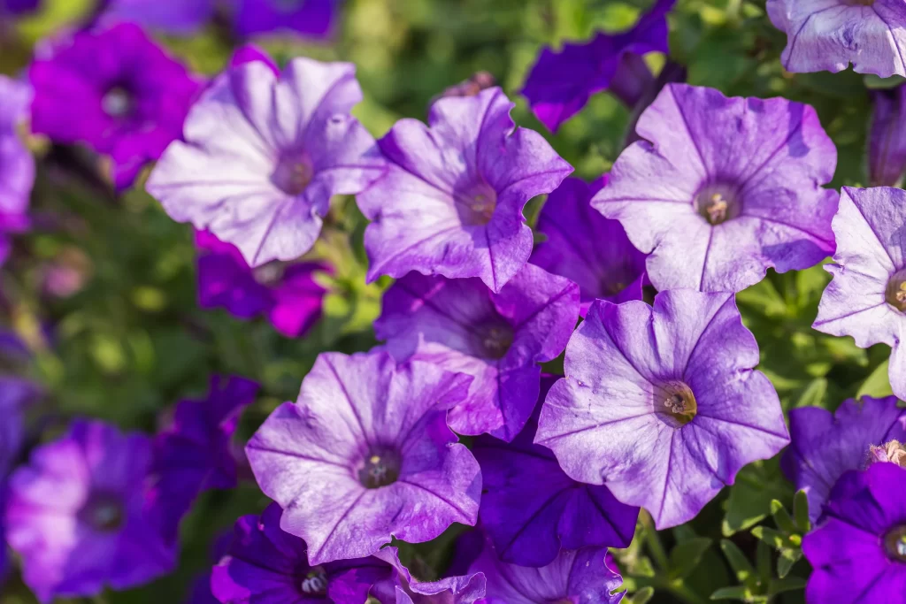 Purple Morning Glory Petals Bright Blooms