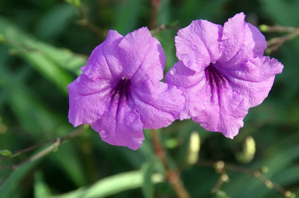 Purple Morning Glory Petals Ruffled Edges Green gray Foliage