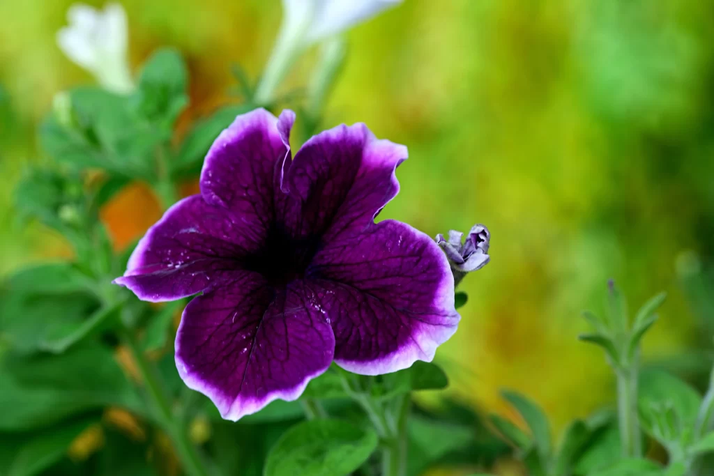 Purple Morning Glory Petals Veins warm Dewdrops