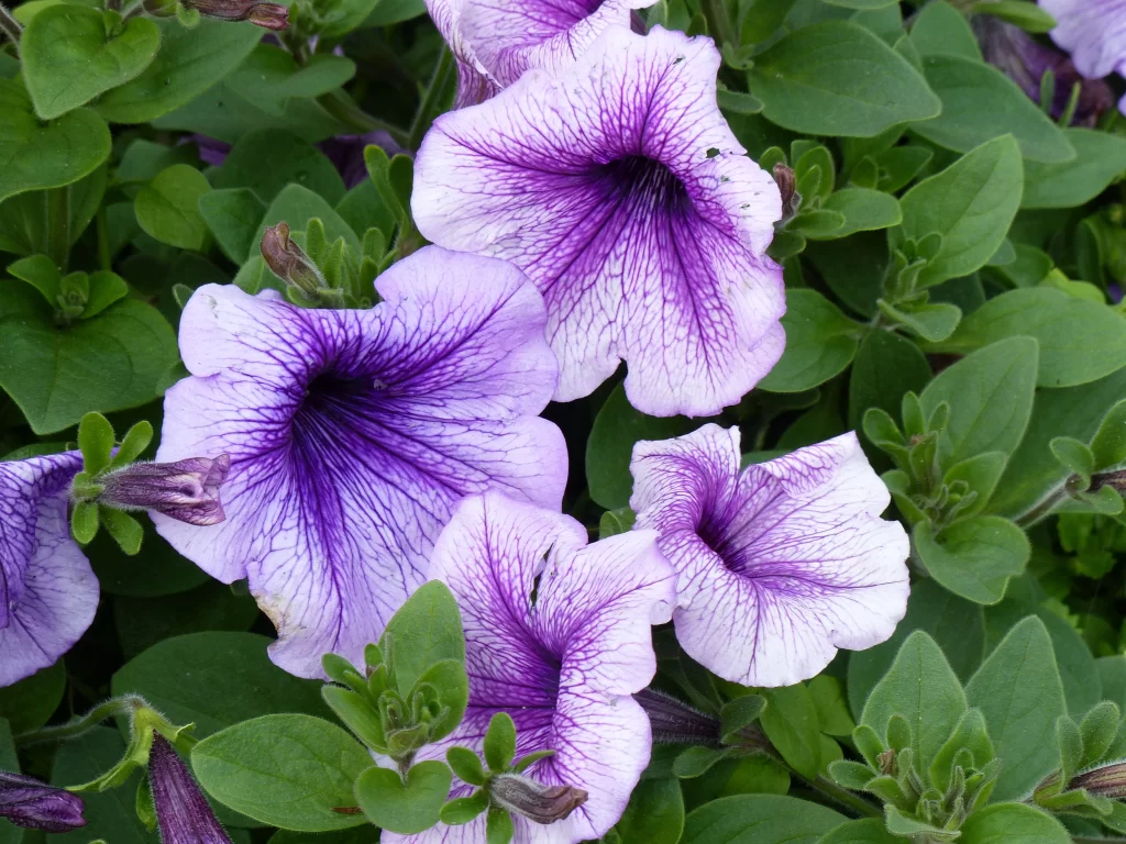 Purple Morning Glory Petals Veins Green gray Leaves