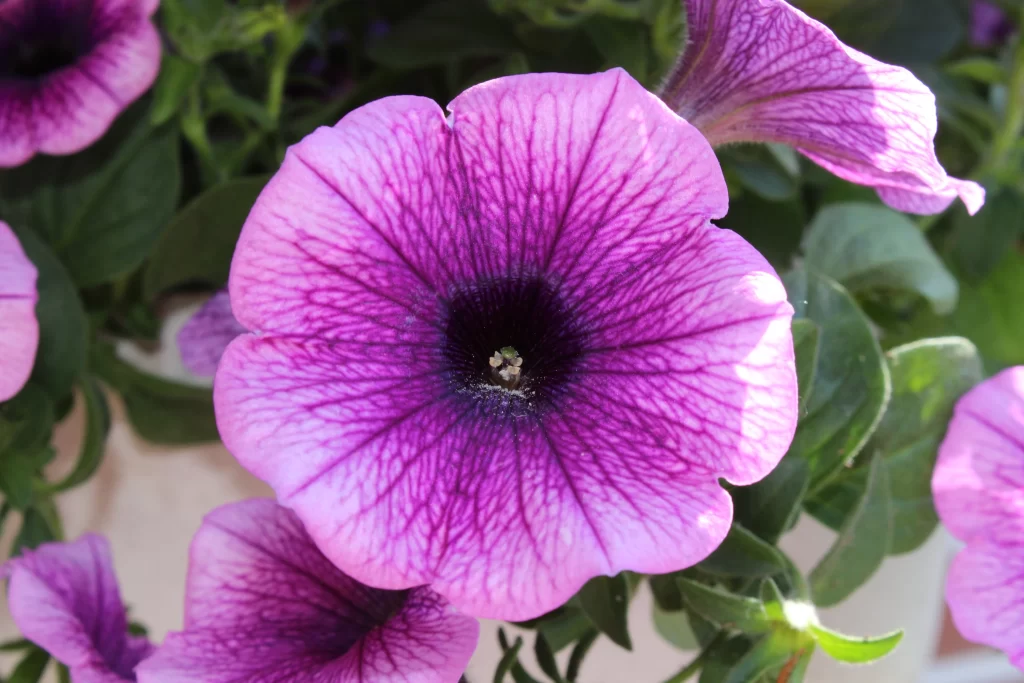 Purple Morning Glory Petals Veins warm Center