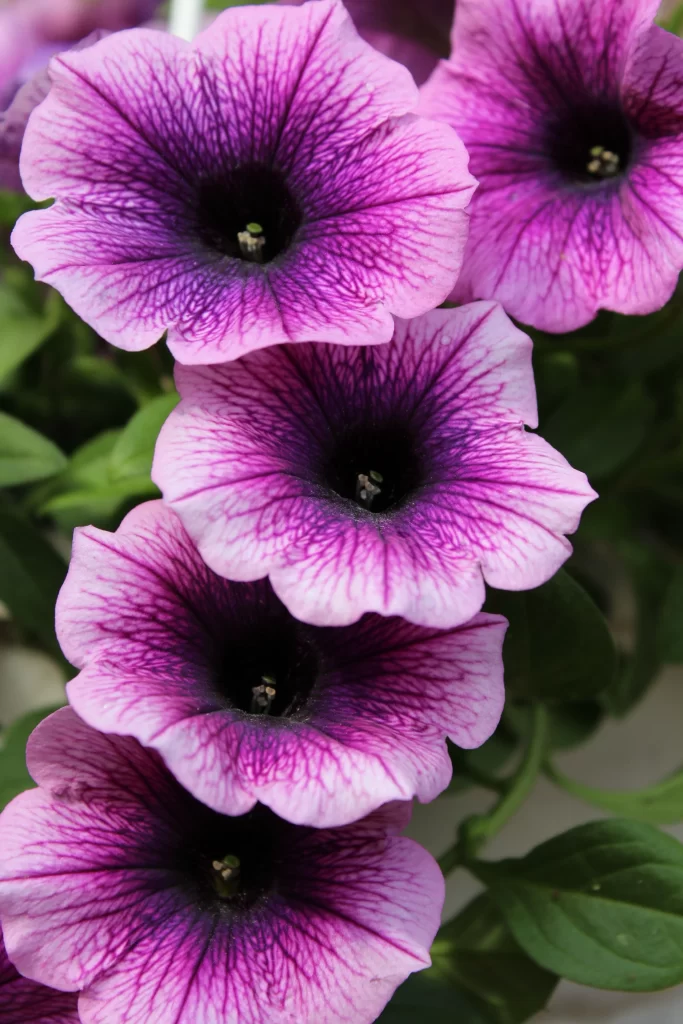 Purple Morning Glory Petals Veins warm Center