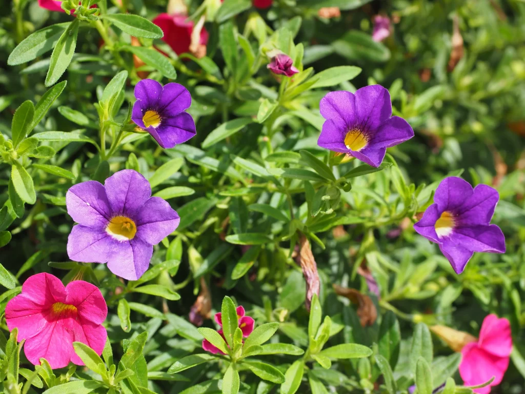 Purple Morning Glory Petals Bright Yellow Center Green Leaves