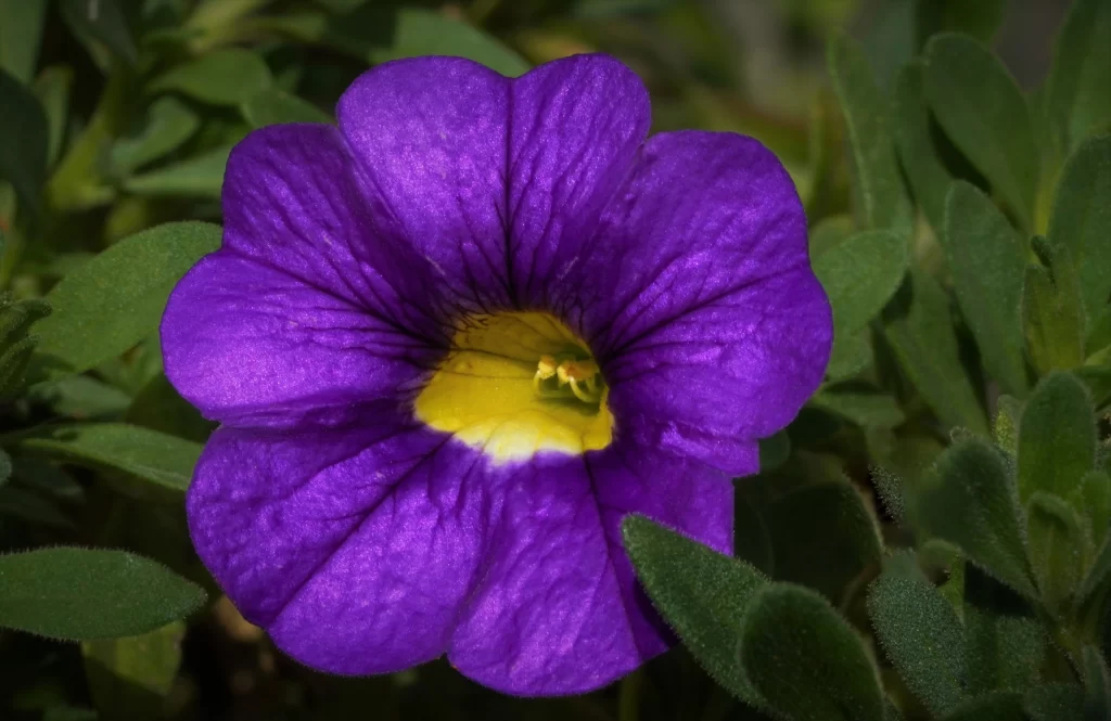 Purple Morning Glory Petals Yellow Center