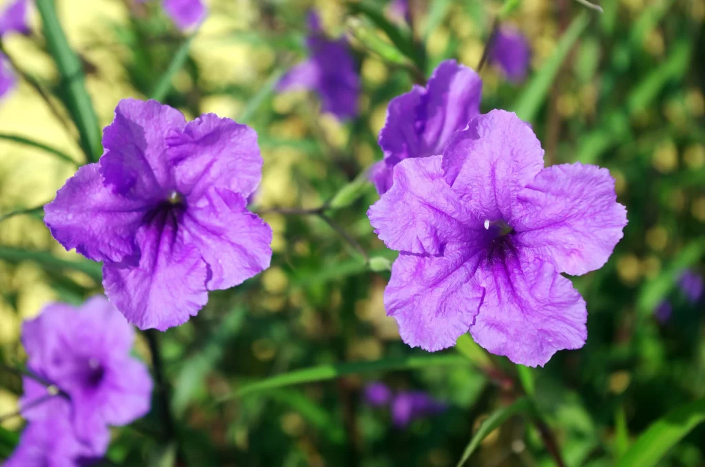 Purple Morning Glory Petals Ruffled Edges Green gray Foliage