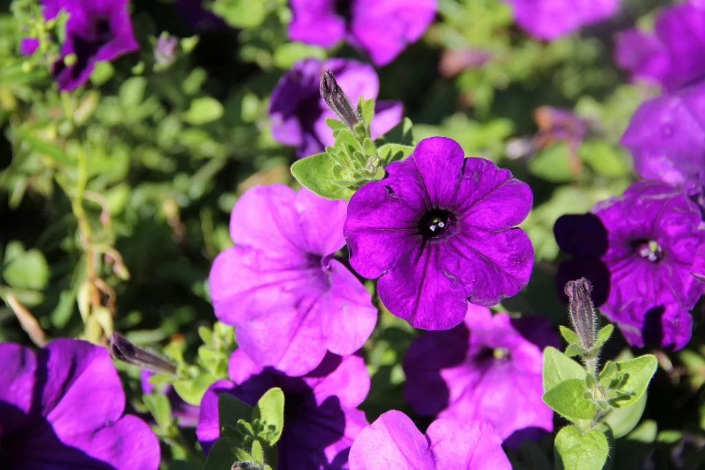 Purple Morning Glory Petals Sunlight Green Leaves