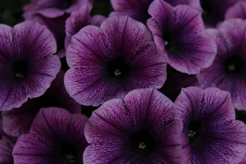 Purple Morning Glory Petals Veins Dark cool Center