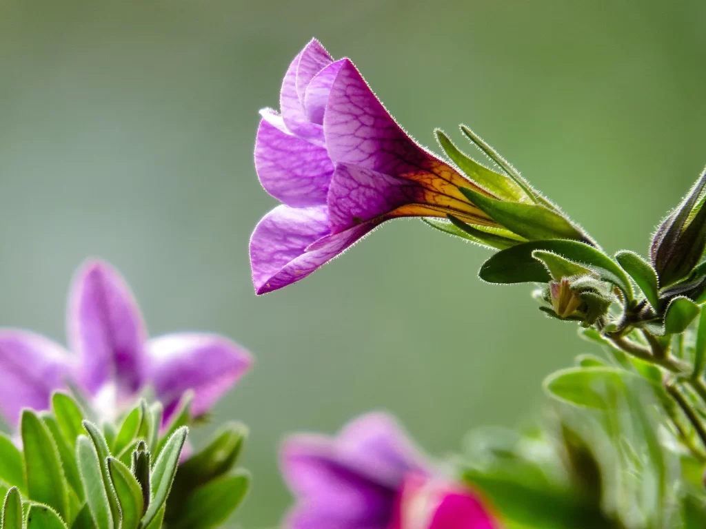 Purple Morning Glory Petals Veins Green gray Leaves