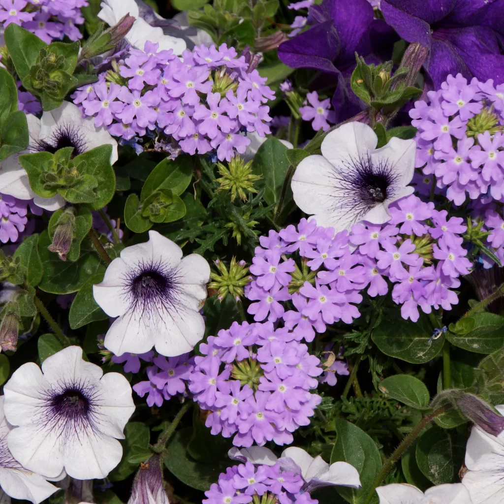 Purple Morning Glory Petals Blooms Green Leaves