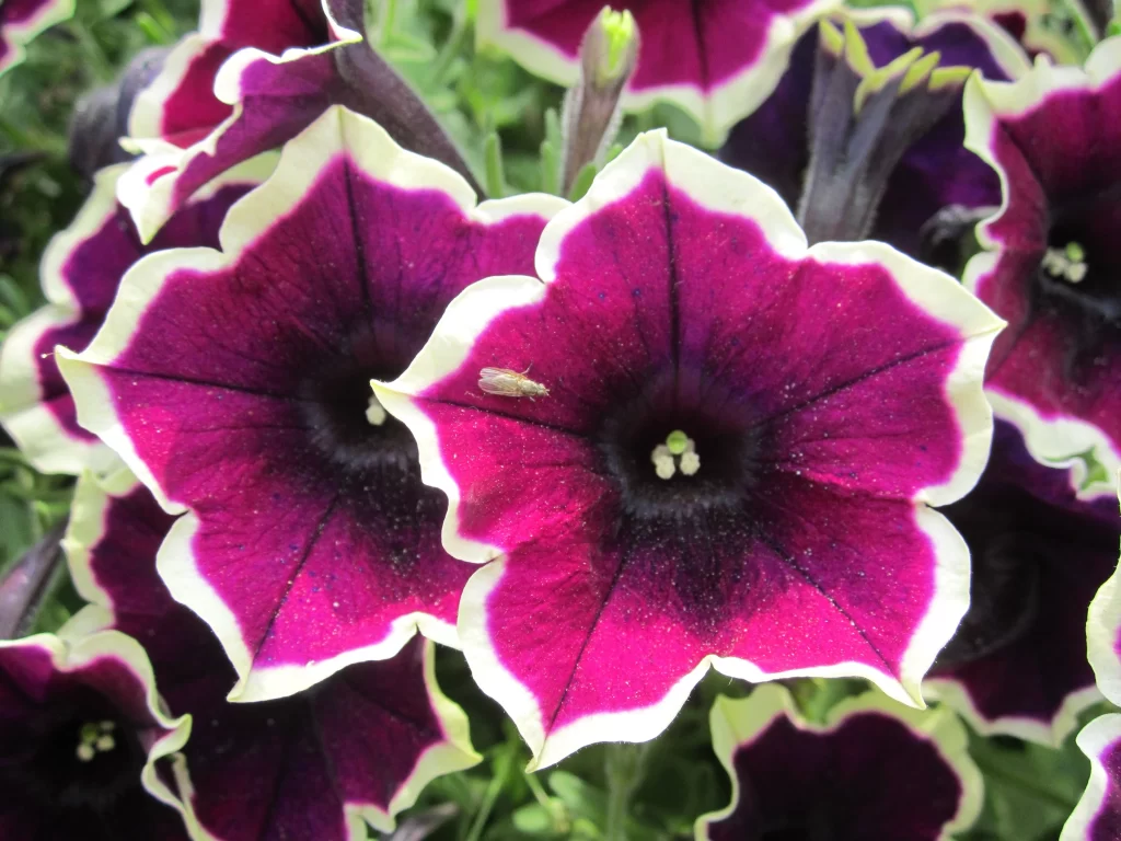 Purple Morning Glory Petals Edges White Speckles