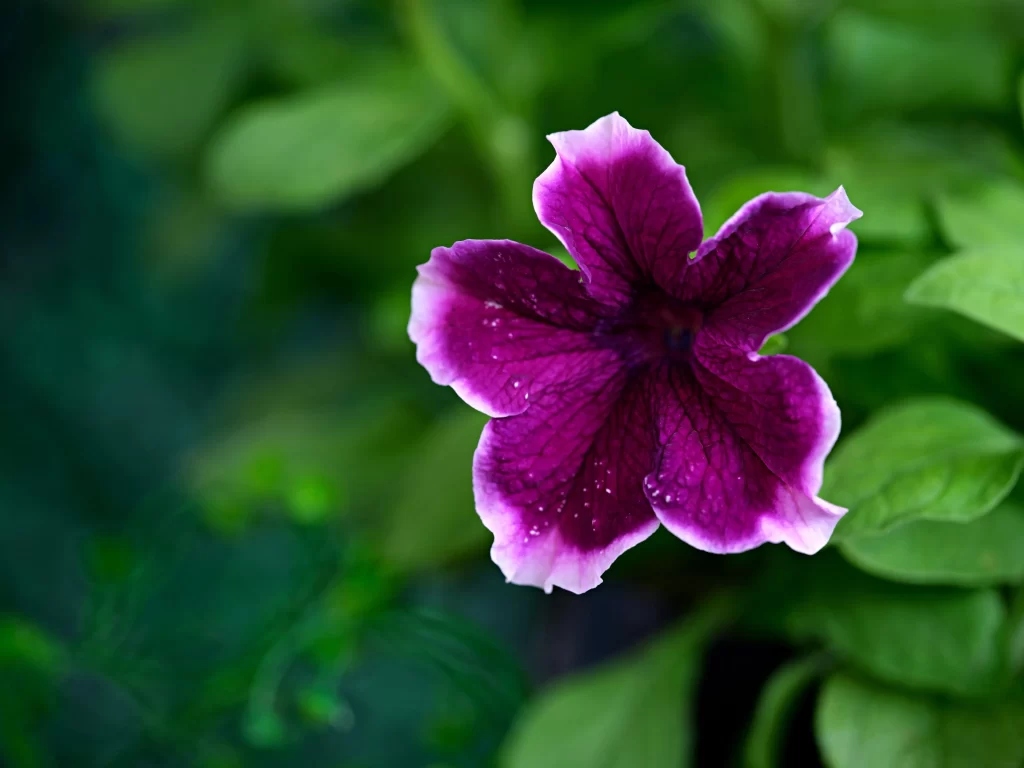 Purple Morning Glory Petals Veins gray Dewdrops