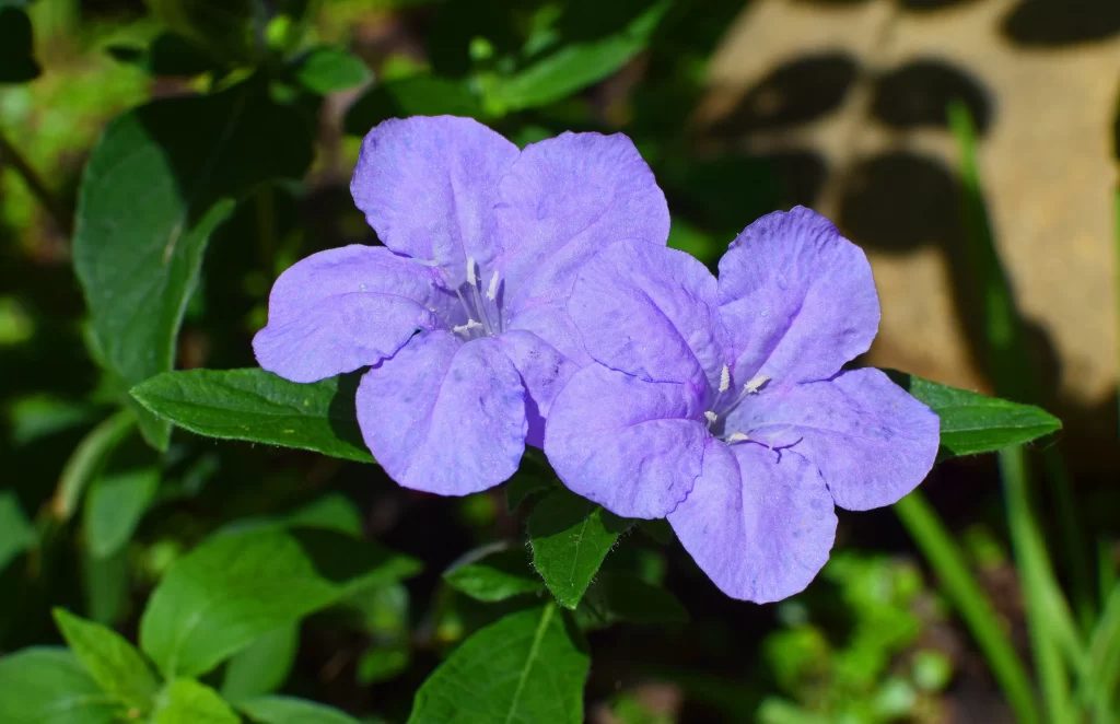 Purple Morning Glory Petals gray Blooming