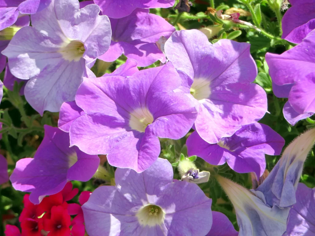 Purple Morning Glory Petals Sunlight Vibrant