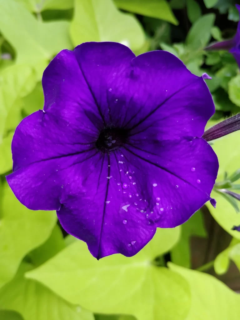 Purple Morning Glory Petals Dewdrops