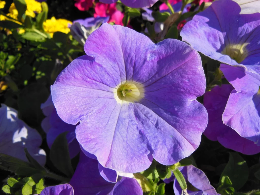 Purple Morning Glory Petals Sunlight Center