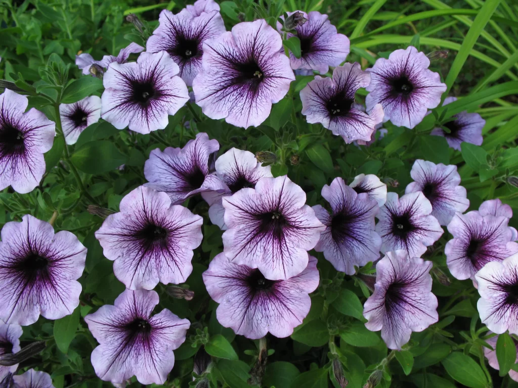 Purple Morning Glory Petals Dark Center Veins