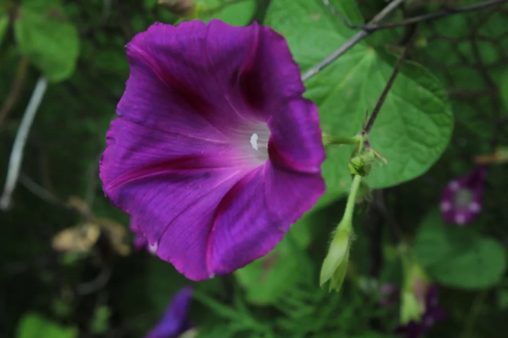 Purple Morning Glory Petals Radiant Center Green Leaves