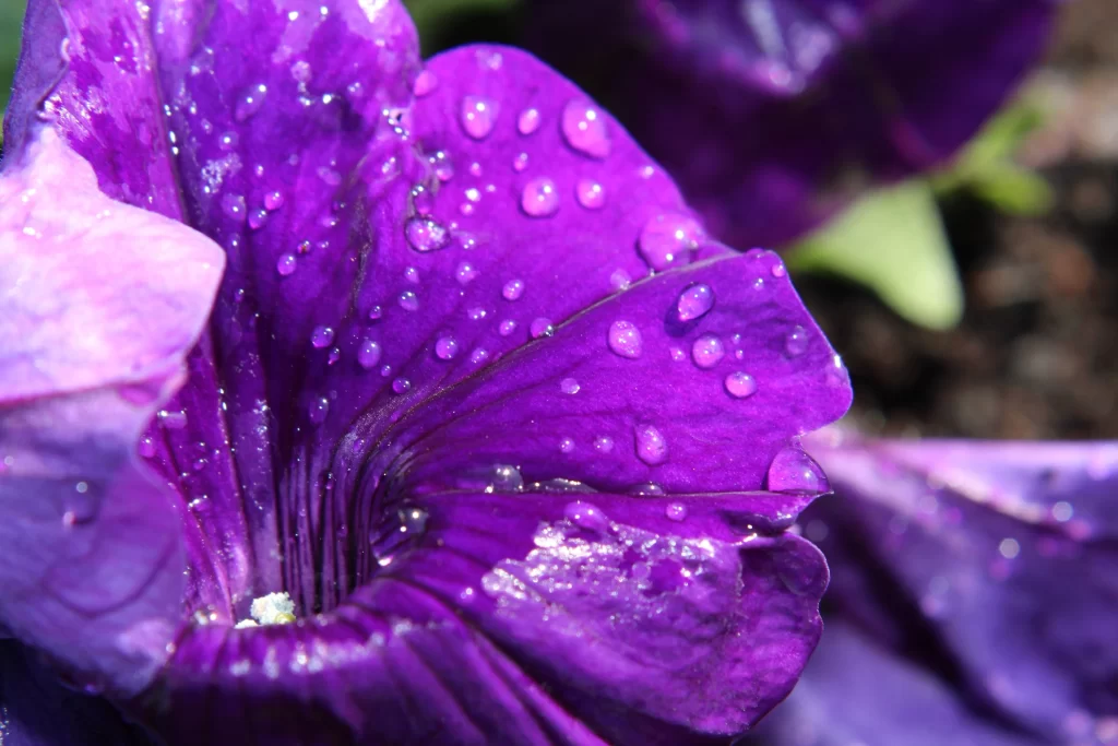 Purple Morning Glory Petals Dewdrops Vibrant