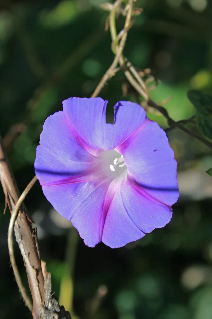 Purple Morning Glory Petals Radiant gray Center