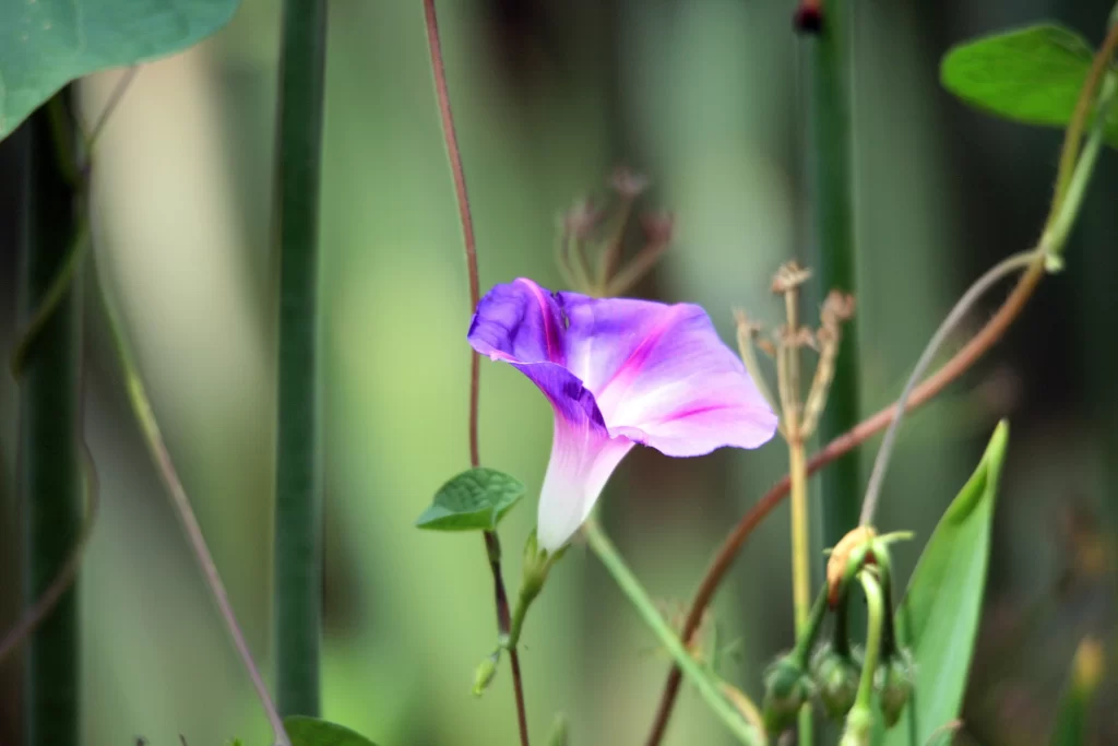 Purple Morning Glory Petals Vines