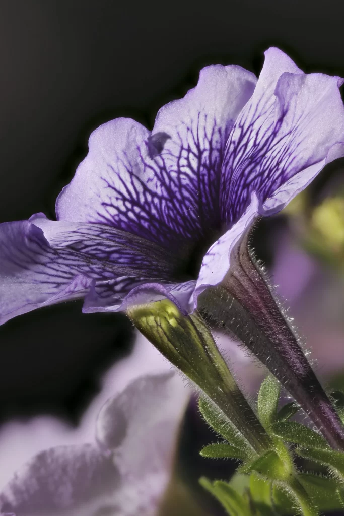 Purple Morning Glory Petals Veins Stamen