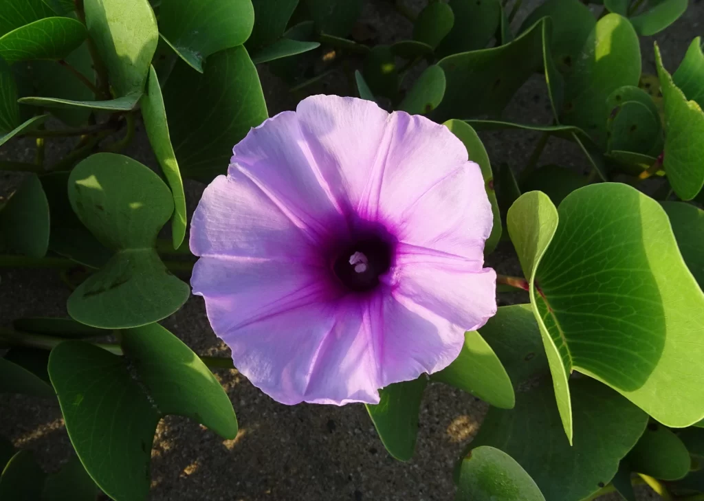 Purple Morning Glory Petals Center Green Leaves