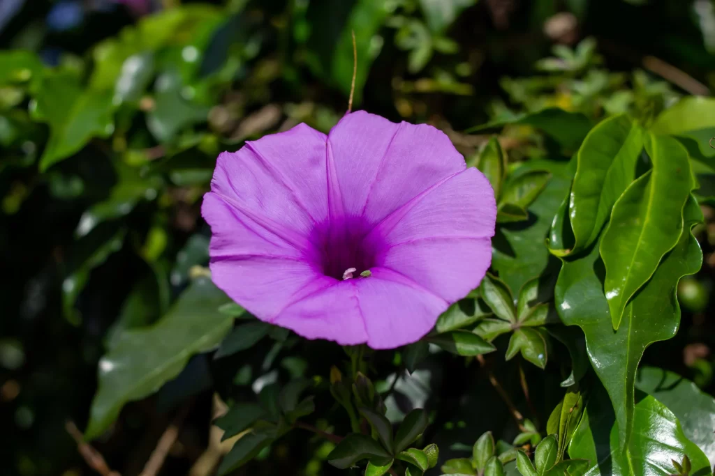 Purple Morning Glory Petals Bright Green gray Leaves