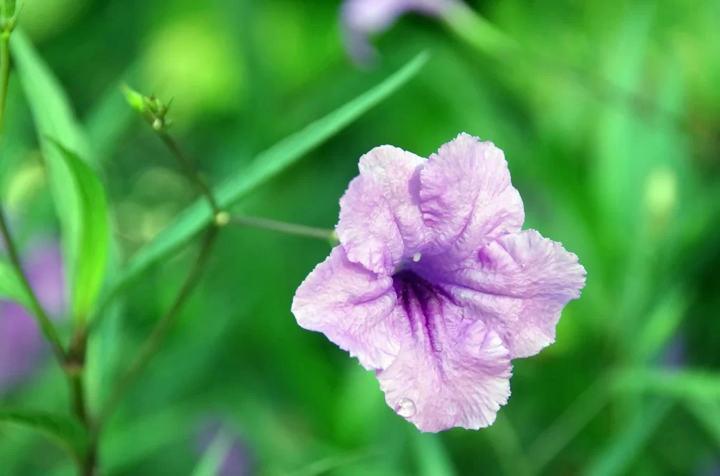 Purple Morning Glory Petals Dewdrops Greenery