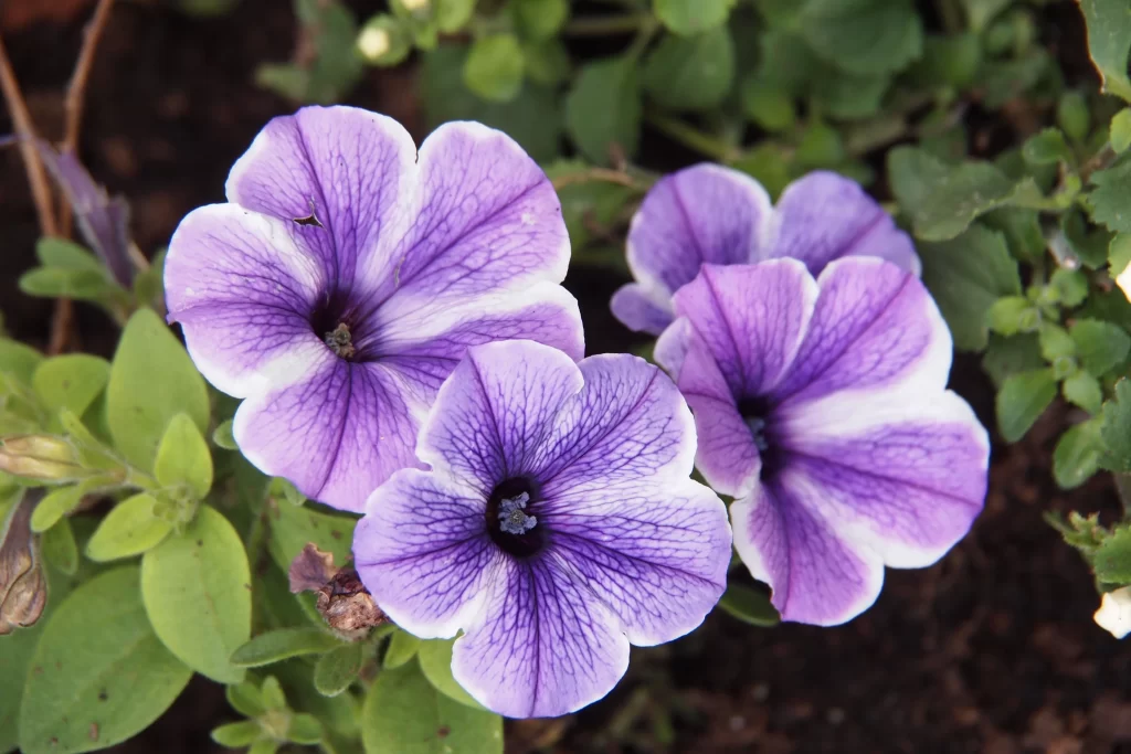 Purple Morning Glory Petals Veins gray Center