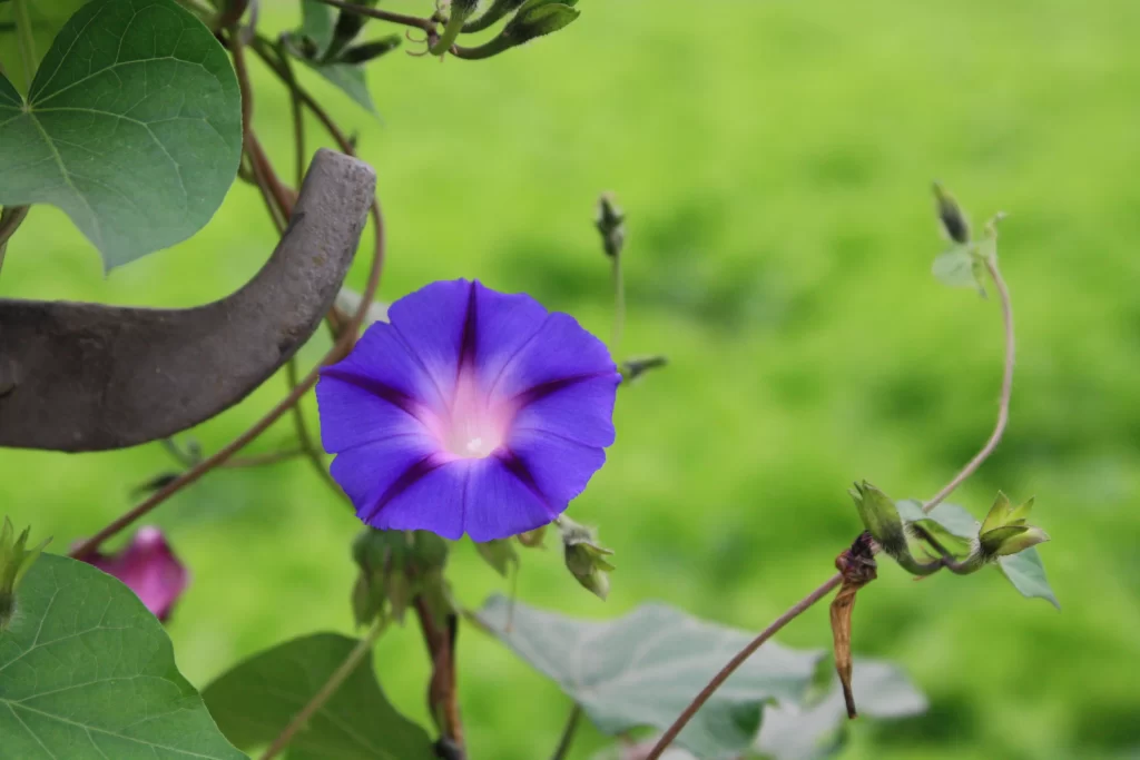 Purple Morning Glory Petals Green Leaves