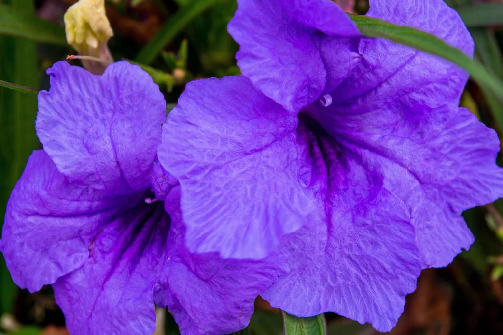 Purple Morning Glory Petals Ruffled Texture