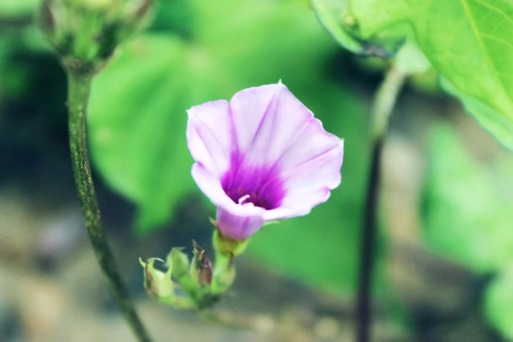 Purple Morning Glory Petals Bloom Green Leaves