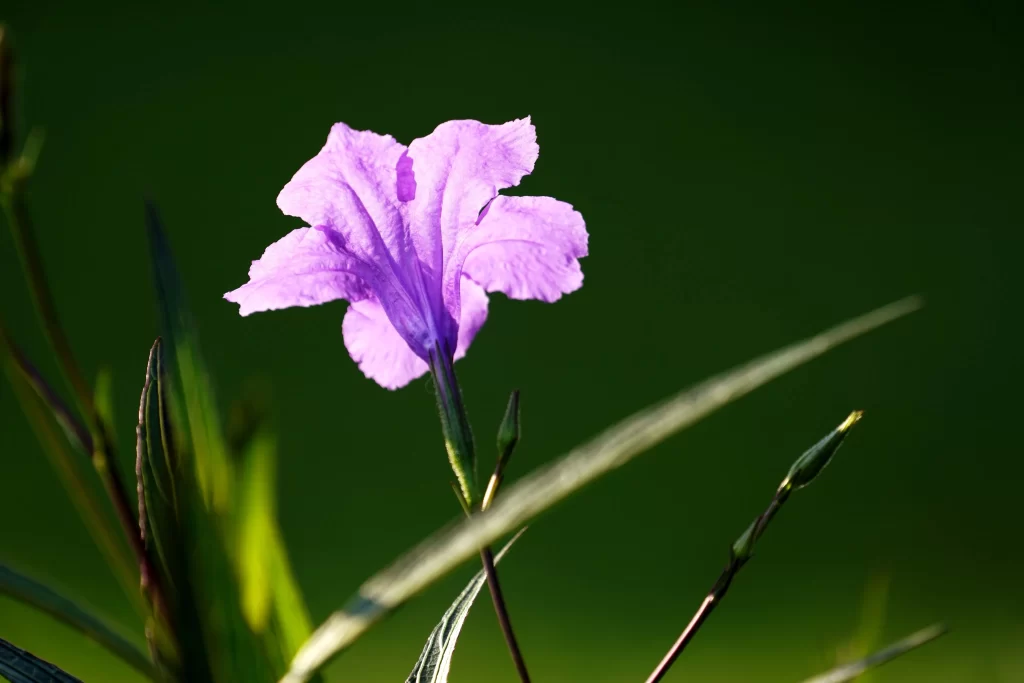Purple Morning Glory Petals Sunlight Greenery