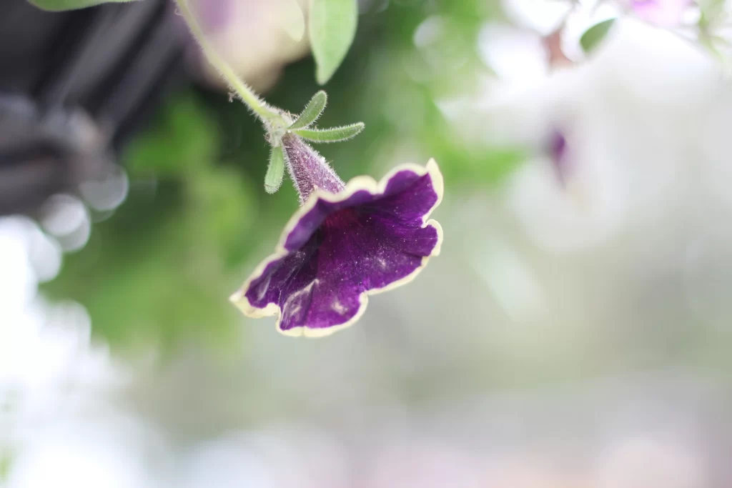 Purple Morning Glory Petals Edges Yellow